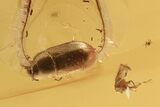 Detailed Hairy Fungus Beetle (Mycetophagidae) in Baltic Amber #270578-1